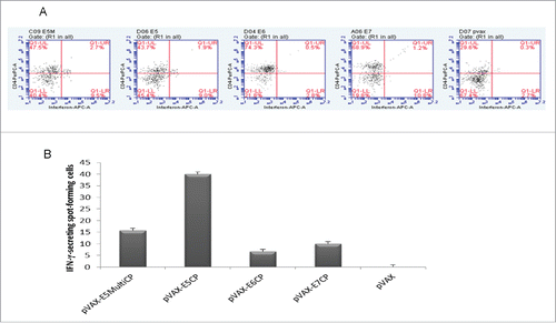 Figure 1. Immune responses to anti-E5 DNA vaccines. A. Flow cytometry assay for CD4+ circulating lymphocytes. Blood samples were collected one week after last boost and flow cytometry performed as in Methods. E5, E5M, E6, and E7 groups are mice vaccinated with pVAX-E5CP, pVAX-E5MultiCP, pVAX-E6CP, or pVAX-E7CP DNA preparations, respectively. Data are from pooled blood samples from each group. pVAX mice are control group vaccinated with empty vector. B ELISPOT assay. Pooled splenocytes from all animals in the group were analyzed for the presence of Interferon-γ- secreting cells upon stimulation with specific peptides, as described in Methods. Columns represent data ± SD of triplicate wells.