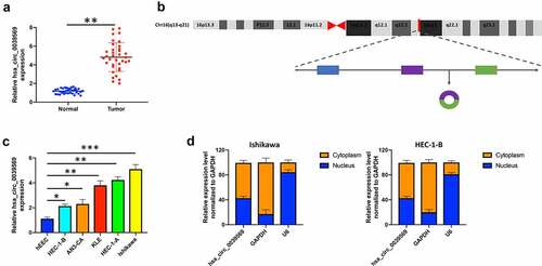 Figure 2. Hsa_circ_0039569 was elevated in endometrial carcinoma. (a) Expression of hsa_circ_0039569 in normal tissues and endometrial carcinoma tissues was detected by qRT–PCR. (b) Illustration of the generation of hsa_circ_0039569 from the CCL22 gene. (c) Expression of hsa_circ_0039569 in endometrial carcinoma cell lines was detected by qRT–PCR. (d) The distribution of hsa_circ_0039569 in the nucleus and cytoplasm was detected by qRT–PCR. * denoted P < 0.05, ** denoted P < 0.01, *** denoted P < 0.001.