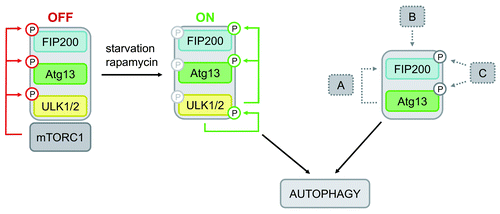 Figure 6. Model of differential Atg13-dependent autophagy induction pathways. Based on previous findings it has been proposed that mTORC1 associates with the Ulk-Atg13-FIP200 complex under nutrient-rich conditions, phosphorylates Ulk1/2 and Atg13 at inhibitory sites and suppresses Ulk1/2 kinase activity. Following starvation or direct mTORC1 inhibition, this negative regulation is released, Ulk1/2 autophosphorylates itself at activating sites and subsequently phosphorylates both Atg13 and FIP200. This in turn leads to autophagy induction (mTORC1-Ulk1/2-axis). In cells that do respond to mTORC1 inhibition by autophagy induction and do depend on Ulk1 and Ulk2, this pathway is most likely favored. However, the incomparable phenotypes of atg13−/− and ulk1/2−/− DT40 cells let us assume that Atg13 has a more basal function that is not necessarily regulated by Ulk1 or Ulk2, but necessarily requires FIP200 binding capacity. Thus, Atg13 surprisingly has an additional role, besides its proposed function as an adaptor molecule that bridges Ulk1/2 and its substrate FIP200. Several modes of action are conceivable: (A) Atg13 acts in a kinase-independent way, e.g. by stabilizing or recruiting FIP200, (B) the Atg13-FIP200 complex is regulated in a kinase-independent manner, or (C) Atg13-FIP200 is regulated by other kinases than Ulk1/2.