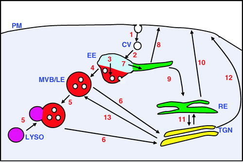 Figure 2. An overview of the endocytic pathway illustrating sites of sorting between trafficking routes. Transmembrane proteins can be removed from the plasma membrane (PM) by endocytosis which may be Clathrin-mediated (1). The Clathrin-coated vesicles (CV) lose their Clathrin coat after endocytosis and uncoated vesicles subsequently fuse to the early endosome (EE) a major sorting organelle of the cell that is subcompartmentalised (2). Initially proteins will enter into a region of the early endosome that is rich in the monomeric GTPase protein Rab5. From here, proteins can be sorted on a down-regulatory pathway (3) to a region of the early endosome, rich in Hrs, where vesicles internalise from the limiting membrane. (4) From this region, multivesicular bodies/late endosomes (MVB/LE) are formed. These may mature and then fuse to the lysosome (LYSO) which contains a mixture of different proteases. The contents of the hybrid organelle may then be digested (5). There are recovery routes from this down-regulatory pathway. For example, there is a flow (6) from the MVB/LE back to the trans-Golgi network (TGN). Proteins can also be sorted within the early endosome towards a recycling route (7). This may occur directly back to the plasma membrane (8) or by a slower route to the cell surface via the recycling endosomes (RE) (9, 10). There is also bi-directional transport between the recycling endosome and the trans-Golgi network (11) from where proteins can also be sent to the cell surface (12), as well as to other endocytic compartments including the late endosome (13).