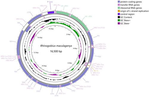 Figure 2. Mitochondrial map of Rhinogobius maculagenys. Circular maps were drawn with CGView (Grant and Stothard Citation2008). The arrows indicate the orientation of gene transcription. Protein-coding genes are shown as blue arrows, rRNA genes as green arrows, tRNA genes as purple arrows and putative control region(D-loop) as dark blue. The GC content was plotted using a black sliding window, as the deviation from the average GC content of the entire sequence. GC-skew was plotted as the deviation from the average GC-skew of the entire sequence, with an average value of −0.28. The window width was set to 500 bp and the step size was set to 1 bp. The inner cycle indicates the location of the genes in the mt genome.