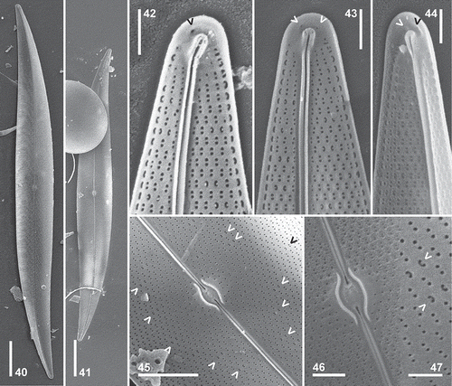 Figs 40–47. Pleurosigma frenguellianum sp. nov. Type material from sample used to prepare the holotype slide (Fig. 40) and the paratype slide (Figs 44, 46). Material from Nueva Atlantis 03/27/95 (Figs 41–43, 45, 47). SEM. Internal views. Figs 40–41, Valve showing almost central raphe-sternum, sigmoid towards the apices. Figs 42–44, Valve apex showing change of striation pattern and polar endings in helictoglossa. Note two isolated pores adjacent to the helictoglossa (arrowheads). Fig. 45, Central part of the valve showing short and raised central area with central bars surrounding the oval raphe nodule. Note pairs of C-shaped pores (arrowheads). Fig. 46, Detail of the central area. Note coaxial central raphe endings. Fig. 47, Elliptical, hymen-occluded pores crossed by a bar. Detail of paired C-shaped pores (arrowheads). Scale bars: Figs 40–41 = 20 µm, Fig. 45 = 5 µm, Figs 42–44, 46 = 2 µm, Fig. 47 = 1 µm.