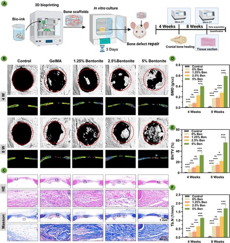 Figure 9. Bone regeneration evaluation at 4 and 8 weeks of 3D printed scaffolds by a rat calvarial defect mode in vivo. (A) Schematic diagram of GelMA/Bentonite scaffolds treatment for rat cranial defects. (B) Reconstructed micro-CT scans of the defects in SD rats. (C) Histological staining including HE and Masson's Trichrome staining of calvaria sections. (D) BMD (bone mineral density). (E) BV/TV (bone tissue volume/total tissue volume). (F) Tb. N (Trabecular number). (*P < 0.05, **P < 0.01 and ***P < 0.001).