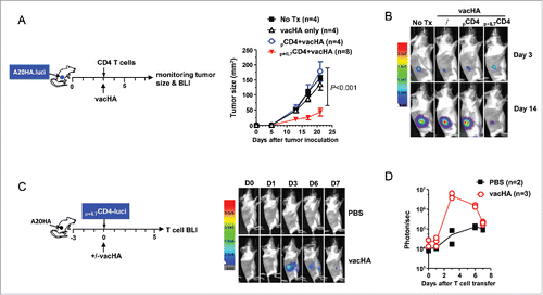 Figure 6. In vitro-generated polyfunctional CD4+ T cells expand intratumorally in response to immunization. (A) Adoptive transfer of rhIL-7-conditioned polyfunctional CD4+ T cells followed by vaccination exerts robust antitumor effects in vivo. The schema outlines the timeline of experimental procedures. Mice bearing three-day-old subcutaneous A20HA-luci tumors were not treated or treated as indicated. Tumor growth curves of each group are shown. Results are presented as mean ± SD of tumor area. Mice were also subjected to BLI periodically to visualize the tumor burden. Representative images of mice in each group before and after treatment are shown in (B). (C) Intratumoral expansion of the transferred polyfunctional CD4+ T cells in response to immunization. Following the procedures depicted in the schema, luciferase-transduced polyfunctional CD4+ T cells (p+IL7CD4+-luci) were transferred to tumor-bearing mice followed by PBS or vacHA injection. BLI was conducted to detect luciferase-tagged donor CD4+ T cells. Representative images of mice in each group at specified time are shown. Results of T-cell luciferase signal intensity quantified as photon/sec are summarized in (D). Each symbol in plot represents one mouse. The lines represent the average value of T-cell signal intensity.