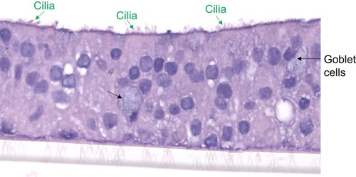 Figure 1 Small airway epithelial cells from a non-smoker donor demonstrated mucociliary differentiation after 14 days of air-liquid interface culture. Green and black arrows indicate cilia and mucous goblet cells, respectively. Hematoxylin and eosin (H&E) staining, x400 magnification.