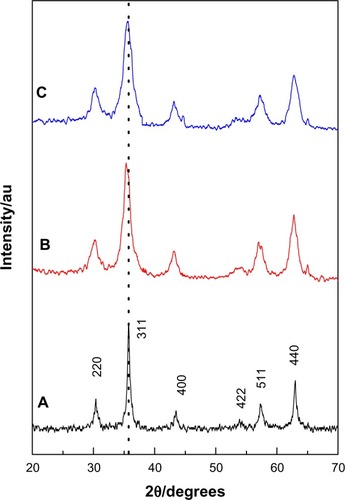 Figure 1 Powder X-ray diffraction patterns of (A) MNPs, (B) KA-CS-MNPs, and (C) KA-PEG-MNPs nanocomposites.Abbreviations: KA-CS-MNPs, kojic acid-chitosan-iron oxide nanoparticles; KA-PEG-MNPs, kojic acid-polyethylene glycol-iron oxide nanoparticles; MNPs, iron oxide magnetic nanoparticles.