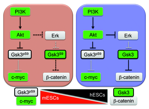 Figure 4. Gsk3β exists in different regulatory networks in pluripotent stem cells. Our findings suggest that in mPSCs, Gsk3β activity is primarily linked to the canonical PI3K pathway and targets substrates such a Nanog and c-myc. In hPSCs, Gsk3β forms complexes with ErkCitation1 and is directed toward the canonical Wnt pathway and members of the “β-catenin destruction complex.” These data suggest that Gsk3β is recruited into additional signaling pathways as naïve cells transition to primed PSCs.