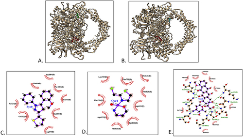 Figure 3 Docking of topoisomerase II and ligands. (A) The binding of topoisomerase II and pyrazoline B (green) or doxorubicin (red). (B) The binding of topoisomerase II and cyclophosphamide (cyan) or doxorubicin (red). (C) Pyrazoline-topoisomerase II interaction. (D) Cyclophosphamide-topoisomerase II interaction. (E) Doxorubicin-topoisomerase II interaction.