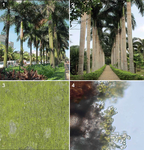 Figs 1. Colonization of the algae on the royal palm (Roystonea regia). 1. Palms with algae growing vigorously on the trunk in a busy street in Haikou, Hainan Province, China. 2. Palms with poor algal growth in the Xinglong Tropical Botanical Garden, CATAS, Wanning County, Hainan. 3. Close-up, showing algae on the bark. 4. Bark section showing algae on the surface.