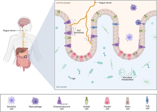 Figure 9. The gut-brain axis bidirectionally relates diseases through the vagus nerve, the interaction with short-chain fatty acids, immunoregulatory elements and tryptophan metabolism, and the secretion of neurotransmitters by certain microbes. (Reprinted from ‘Gut-Brain-Axis', by BioRender, December 2020, retrieved from https://app.biorender.com/biorender-templates/ Copyright 2021 by BioRender.)