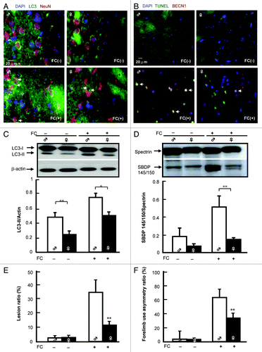 Figure 4. Sex differences in FC-induced autophagic signaling in the rat striatum. (A) FC increases more LC3 aggregation around the neuronal nucleus in male than in females. LC3 antibody followed by a secondary antibody conjugated with FITC and NeuN were used to stain LC3 aggregation (green) and neuronal nuclei (red), respectively. Nuclei were stained by DAPI. Arrows indicate LC3 aggregation around the NeuN positive nucleus. (B) FC-induces more autophagic cell death in male than in female rats. Rat striatum was stained using TUNEL and BECN1 for DNA damage (green) and autophagy (red), respectively. The merged views show round nuclei (yellow) depicting TUNEL(+) BECN1 immunoreactive cells with an intact nucleus, which is referred to as autophagic cell death and is indicated by arrows. (C) The basal level and level of FC-induced autophagy were lower in the CN of female than in male rats. (D) The level of FC-induced cleavage of spectrin was lower in the CN of female rats than it was in males. The levels of SBDP 145/150 in the CN of male and female rats with or without infusion of FC are shown as a ratio of SBDP 145/150/spectrin acting as an index of severity of injury. (E) The lesion ratio of FC-induced brain injury was lower in the CN of female rats than it was in males. The hemispheric area of the CN was quantified according to the density of the hematoxylin and eosin-stained tissue section by Image-pro plus software. The lesion ratio was estimated by dividing the hemispheric volume of the CN on the ipsilateral side by that on the contralateral side. (F) FC induces more severe behavioral deficit in male than in female rats. Forelimb use asymmetry ratio depicting an index of behavioral deficit. Data are expressed as means ± SD (n = 6), *p < 0.05, **p < 0.01.