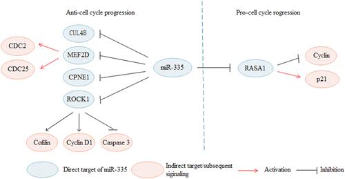 Figure 2 MiR-335 regulates cell cycle progression in cancers through regulating various targets. MiR-335 inhibits cell cycle progression via targeting CUL4B, MEF2D, CPNE1 and ROCK1. In contrary, miR-335 promotes cell cycle progression by targeting RASA1.