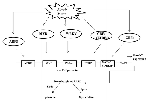 Figure 3. Hypothetical model of transcriptional regulation of Polyamine biosynthesis in response to abiotic stress in rice. ABF represents the ABRE binding transcription factors, CBFS, MYB, WRKY represents the LTRE binding TFs, MYB TFs and W-box binding trans-acting factors respectively. GBFs represent the transcription factors binding to the GATA and SORLIPs respectively. Spds and Spms are spermidine synthase and spermine synthase respectively.