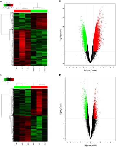 Figure 2. Differentially expressed circRNAs in PBMCs from patients with RA compared to healthy controls and patients with OA. (A, C) Hierarchical cluster analysis of differentially expressed circRNAs in PBMCs from patients with RA compared with healthy controls (A) and patients with OA (C). Rows represent circRNAs while columns represent samples. Red and green indicate expression values of upregulation and downregulation, respectively. (B) and (D): Volcano plots showing the differentially expressed circRNAs. Red and green indicate more than twofold changes in increased and decreased circRNA levels in patients with RA compared with healthy controls (B) and patients with OA (D), respectively (p < 0.05).