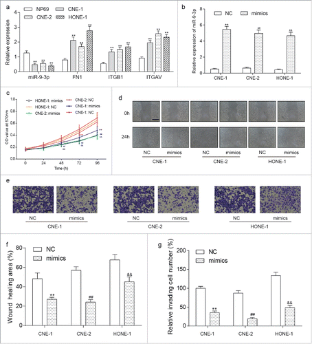 Figure 3. The anti-role of miR-9–3p in NPC tissues. (A) The expression of miR-9–3p, FN1, ITGB1 and ITGAV in NPC cells was measured by RT-qPCR. ** represents P<0.05 compared with NP69 cells. (B) Forty-eight hours after transfection, expression of miR-9–3p in CNE-1, CNE-2 and CNE-3 was detected by RT-qPCR. (C) MTT assay assessed the proliferation ability of transfected cells. (D-E) The migration ability of transfected cells was compared with wound scratch assay. (F-G) Transwell assay was used to examine the invasion ability of transfected cells and photo at 100 × magnification were taken. All data was presented as Mean ± SD from 3 independent experiments. **, ## and and& represents P < 0.05 compared with relative control group.