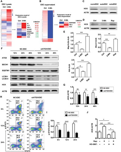 Figure 4. ESC autophagy upregulates expression of HCK by activating STAT3 signaling pathway. (a,b) The proteomic microarray was performed to evaluate the different proteins of cell lysate (A, left) and supernatant (B, left) between Ctrl-ESC and 3-MA-ESC. KEGG database-derived bioinformatics analysis was used to look for the differential expressions of proteins (non-cytokines) (A and B, right), which has the relationship with NK function molecules (FCGR3, KIR2DL1, KIR3DL1, NCR3, NCR2, NCR1, KLRK1, IFNG, PRF1 and GZMB). (c) The expression of HCK in normESC (n = 6), eutoESC (n = 6) and ectoESC (n = 6) was analyzed by western blotting. (d) The expression of HCK in Ctrl-ESC (n = 6), 3-MA-ESC (n = 6) or Rap-ESC (n = 6) was analyzed by western blotting. (e) The C57BL/6 EMS mice were treated with vehicle, 3-MA or Rap (n = 6 mice/group) on day 3 and day 10 after surgery. Then the transcriptional level of Map1lc3b, Becn1 and Hck in EMS-like lesions was detected by RT-PCR (one-way ANOVA). (f,g) NC-ESC and siATG5-ESC were stimulated with Rap (1 mM) for 4 h, and then cultured for another 12, 24, or 48 h, and the protein level of ATG5, BECN1, SQSTM1, LC3B and HCK, and the mRNA level of HCK was detected by western blotting and real-time PCR. (h,i) NC-ESC and siATG5-ESC were stimulated with Rap (1 mM) for 4 h, and then cultured for another 6, 12, or 24 h, and the level of phosphorylated and total STAT3 was analyzed by FCM. (j) Ctrl-ESC was treated with Rap (1 mM) for 4 h, and incubated with the selective inhibitor of STAT3 (HO-3867, 10 μM) for another 4 h, and then the mRNA level of HCK was analyzed by real-time PCR. eutoESC, ESCs of eutopic endometrium from women with EMS. Data are expressed as the mean± SEM. *P < 0.05, **P < 0.01, ***P < 0.001 and ****P < 0.001.