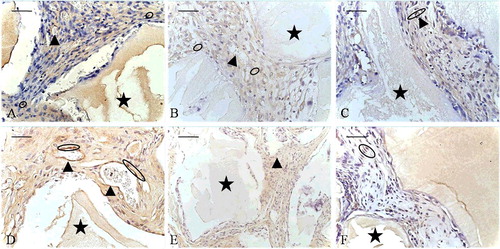 Figure 5. VCAM-1 immunoexpression (ellipse) at the 2-week time point (A–C) and at the 8-week time point (D–F). EPB (A and D), PB (B and E) and B (C and F) implants. Bio-Oss (star); blood vessels (arrowhead).