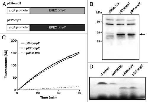 Figure 1. EHEC and EPEC OmpT degrade peptides at similar rates (A) Schematic of EHEC and EPEC ompT expressed from the croP promoter. Plasmids pEHompT and pEPompT are derived from pWSK129 and contain the C. rodentium croP promoter fused to the ompT open-reading frames of EHEC or EPEC, respectively. (B) Amounts of EHEC and EPEC OmpT produced by C. rodentium ΔcroP cells transformed with pEHompT or pEPompT were analyzed by western blotting using an antiserum developed against the CroP OM protease of C. rodentium (74% identical to OmpT).Citation14 (C) Cleavage of the synthetic FRET substrate containing the dibasic sequence RK in its center [2Abz-SLGRKIQI-K(Dnp)-NH2] was monitored over time by measuring fluorescence emission at 430 nm. (D) Proteolytic degradation of LL-37 by C. rodentium ΔcroP cells expressing EHEC or EPEC ompT. LL-37 was incubated for 1 h with the various bacterial strains. Aliquots were separated by Tris-Tricine SDS-PAGE (10–20% acrylamide) and gels were stained with Coomassie blue G-250. The control lane, in which no bacteria were added, contained 1.5 µg LL-37 in phosphate-buffered saline.