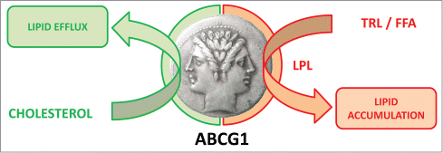 Figure 2. ABCG1 is a Janus-faced metabolic switch. In a cholesterol-rich metabolic context, ABCG1 protects from tissue lipid accumulation by promoting cellular free cholesterol efflux (left side of the Janus face). By contrast, ABCG1 promotes cellular lipid storage in a fat-rich environment by controlling lipoprotein lipase activity (right side of the Janus face). TRL: Triglyceride-rich lipoproteins, FFA: Free fatty acids, LPL: lipoprotein lipase.