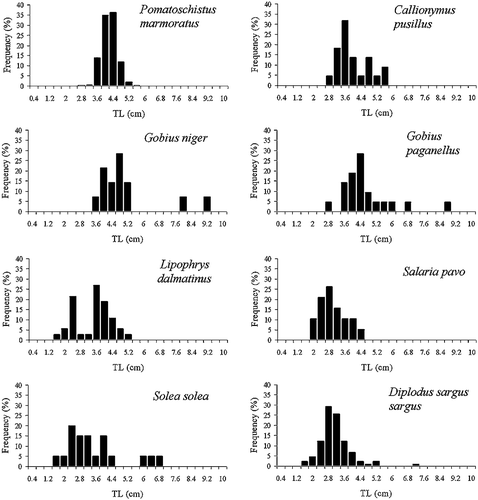Figure 2. Size frequency distributions forPomatoschistus marmoratus and potential competitor fish species in the Mar Menor coastal lagoon.