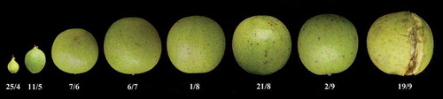 Figure 1. Morphological characters of walnut fruits at different sampling stages.