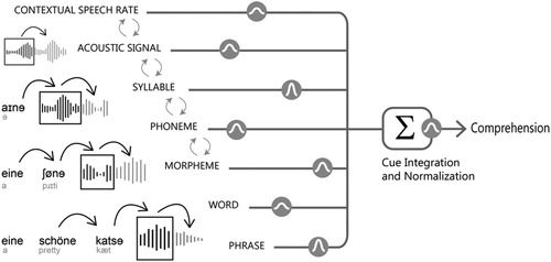 Figure 1. Simplified graphical representation of the cue integration architecture for speech comprehension (adapted from Martin, Citation2016). Cues and their corresponding reliabilities, represented by Gaussian icons, are integrated across different levels of linguistic hierarchy. Predictions about upcoming linguistic information are visualised by black arrows pointing forward. Grey arrows represent sensory resampling, such that cues from different linguistic levels of representations can influence each other.