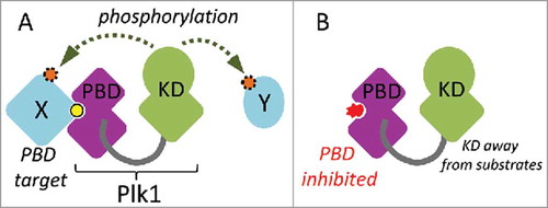 Figure 1. Schematic overview of Plk1 function. A. The Polo-Box Domain (PBD) mediates protein interactions with targets (X). These interactions are often enhanced by priming phosphorylation (yellow). This docking facilitates the phosphorylation (orange) of the same target or another target in the vicinity (Y) by the kinase domain (KD). B. A competitive chemical inhibitor (red) of the PBD prevents Plk1 from interacting with its targets, thereby decreasing the efficiency of substrate phosphorylation by the KD.