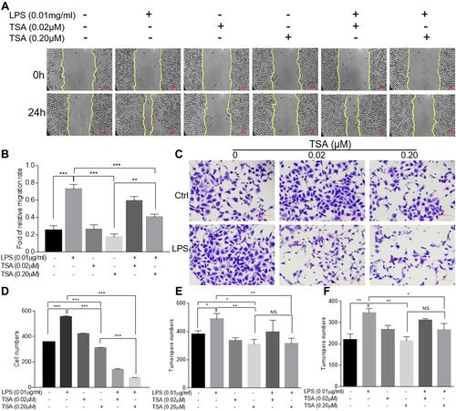 Figure 4 TSA restrained LPS-induced migration, invasion and tumorosphere formation. DU145 cells were treated with LPS at 0.01 μg/mL and/or indicated concentration of TSA for 24 hrs and the wound healing assays were conducted. The representative results were photographed (A), and the data were presented as an average of three independent experiments (B). DU145 cells pre-treated with TSA and LPS for 24 hrs and the invasion assay was conducted. The invaded cells with crystal violet staining were photographed and counted. A representative result (C) and an average of three independent repeats (D) were presented. The PCa cells were pre-treated with LPS (0.01 μg/mL) and/or indicated concentration of TSA. The tumorosphere forming assay was conducted. The formed tumorosphere number from DU145 (E) and PC3 (F) were counted and presented as an average of three independent repeats. (*p<0.05; **p<0.01; ***p<0.001).