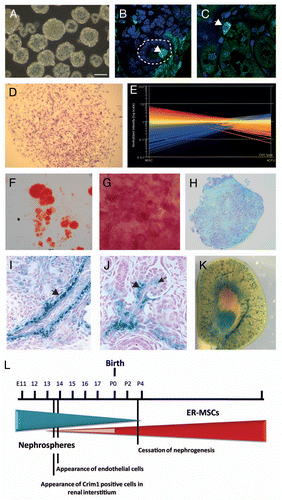 Figure 3 Embryonic kidney nephrospheres and endogenous adult renal mesenchymal stem cells. (A) Nephrospheres cultured from E12.5 embryonic kidney.Citation30 (B) Incorporation of GFP+ nephrosphere-derived cells into the tubule of a developing kidney using recombination explants culture (large arrowhead; tubule outlined with dotted line). (C) Identification of an injected nephrosphere-derived cell in the interstitium of an adult kidney (large arrowhead). (D) Colony-forming unit-fibroblastic (CFU-F) isolated from adult mouse kidney.Citation42 (E) Differential gene expression between bone marrow-derived MS Cs and renal MS Cs. (F–H) Evidence for mesodermal differentiation capacity of renal MS Cs into adipocytes (F), osteocytes (G) and chrondrocytes (H). (I and J) LacZ expression of Crim1 in perivascular cells of the arteries (I), arterioles (I, large arrowhead) and mesangial cells (J, small arrowhead). (K) Expression of Crim1 in the papilla. (l) Model showing the decline in the nephrosphere-forming nephron progenitors toward birth and the increase in prevalence of renal MSCs after birth with respect to other developmental landmarks. Nephrosphere data courtesy of Michael Lusis. MSC data courtesy of Joan Li. Crim1 data courtesy of Lorine Wilkinson.