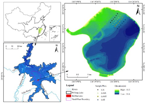 Figure 1. The position of sampling area in Poyang Lake Wetland.