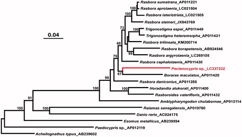 Figure 1. A maximum likelihood tree illustrating the phylogenetic position of Pectenocypris sp. among other rasborine cyprinids. The maximum likelihood analysis was conducted using concatenated amino acid sequences of 13 mitochondrial protein genes (3,813 sites) and Garli v2.0 (Zwickl Citation2017) under the mtREV + IG substitution model. Numbers at each node are bootstrap probabilities by 500 replications shown only when they are 50% or larger. INSD accession numbers of mitogenomic sequences for each taxon are shown along with the taxon name.