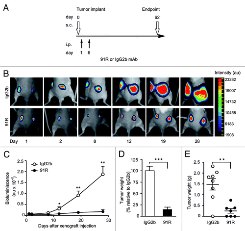 Figure 5. Short-term kinetics of 91R-induced reduction of leukemia xenograft growth. (A) Treatment schedule using luminescent MOLT-4 cells (MOLT-4-luc) inoculated s.c. into each flank of Rag2−/− mice on d0. Experimental groups received i.p. inoculations of 91R or control IgG2b mAb on d1 (4 mg/kg) and d6 (2 mg/kg). Luminescence imaging was analyzed from days 1 to 28; mice were sacrificed on d62 and tumors removed. (B) Images of a representative mouse from each group at indicated times post-cell inoculation. (C) Tumor growth kinetics after tumor implant. Relative bioluminescence units are shown as mean ± SEM (D) Percentage of tumor weight relative to IgG2b treatment at d62. Results show mean ± SEM (E) Tumor weights per mouse; data show mean ± SEM. C-E, n = 7 mice/group. *** P < 0.001, ** P < 0.01, * P < 0.05.