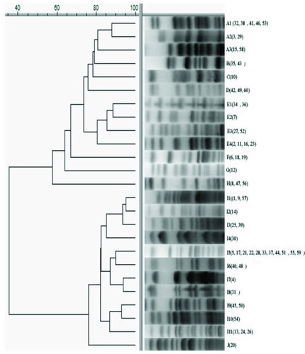 Figure 4 Dendrogram displaying the genetic relatedness of 60 CRAB strains, based on pulse field gel electrophoresis results.