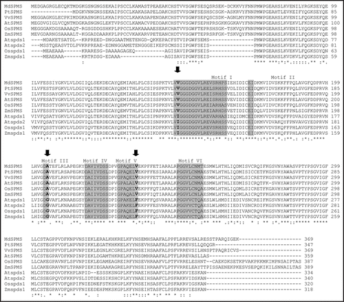 Figure 2 Multiple amino acid alignment as derived by maximal homology of ZmSPMS protein (previous ZmSPDS2) with the corresponding protein sequences of other plant SPMSs: MdSPMS, Malus domestica (BAE19758), PtSPMS, Populus trichocarpa (JGI), VvSPMS, Vitis vinifera (GENOSCOPE), AtSPMS, Arabidopsis thaliana (NP_568785), OsSPDS2, Oryza sativa (BAD54209); and SPDSs: AtSPDS1, Arabidopsis thaliana (CAB61614), AtSPDS2, Arabidopsis thaliana (CAB61615), OsSPDS1, Oryza sativa (NP_912671). Identical residues (asterisks) in the ten proteins and conserved amino acid substitutions (dots) are indicated. The proposed binding sites for SAM and dcSAM (motifs I to VI) are shadowed. The unique and conserved amino acids in the SPDS's that contribute to the formation of the putrescine binding cavity are indicated with an arrow.