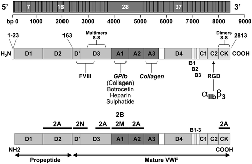 Figure 1. Schematic representation of the von Willebrand factor(VWF) gene located in chromosome 12: the main exons are indicated with the number of base pairs from 5′ to 3′ (upper panel). The structure of VWF functional domains: the pre‐pro‐VWF is indicated with amino acids numbered from the amino‐ (aa 1) to carboxy‐terminal portions (aa 2813) of VWF. Note the important CK and D3 domains for formation of VWF dimers and multimers. The native mature subunit of VWF, after the cleaving of the pre‐pro‐VWF, is described with its functional domains: the VWF binding sites for factor VIII (D′ and D3), GPIb, botrocetin, heparin, sulfatide, collagen (A1), collagen (A3) and the arginine, glycine, aspartic acid (RGD) sequence for binding to αIIbβ3 (middle panel). Distribution of VWF mutations in patients with VWD types 2: the positions of mutations causing VWD types 2A, 2B, 2M, 2N are indicated with black bars throughout the VWF domains (lower panel).