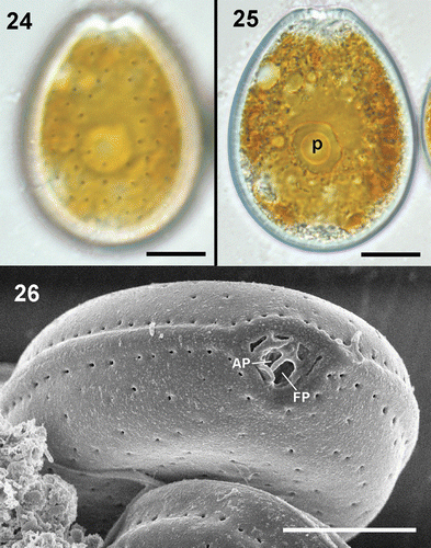 Figs 24–26. Prorocentrum lima. 24, 25. LM. 24. Surface focus on a vegetative cell showing the pore pattern. 25. Vegetative cell with pyrenoid (p). 26. SEM. Periflagellar area showing flagellar (FP) and apical (AP) pores and detail of the pores along the valve margin, which are more closely spaced than the rest of the valve pores. Scale bars: 10 µm.