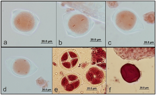 Figure 3. (Color online) Second meiotic division in pollen mother cells of A. orientalis stained with orcein. (a) prophase II; (b) metaphase II; (c) anaphase II; (d) telophase II; (e) tetrads; (f) microspore with one nucleus.