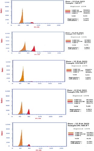 Figure 4. Compounds 19c, 19f, 19h, 19 l effect on DNA-ploidy flow cytometric analysis of breast MCF7 cells compared to negative control.
