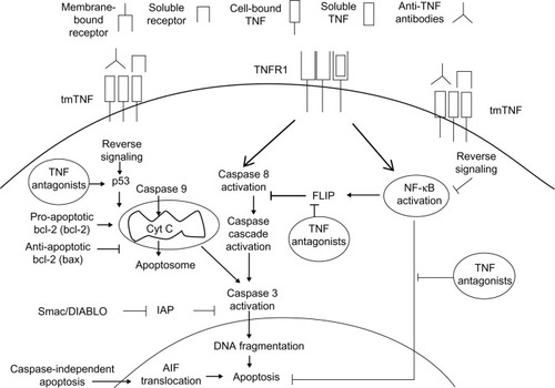 Figure 2 Reverse signaling in the pharmacodynamics of TNF-α antagonists promotes apoptosis.