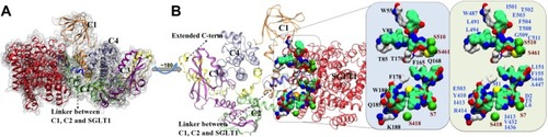 Figure 7 Structural visualization of PKC-SGLT1 docked complex.