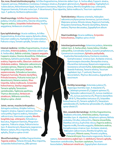 Figure 1. Medicinal/Therapeutic plant species’ use, according to categories of organ-related disorders and their related medical fields (in black script), where spp. in blue script indicates traditional/ethnic knowledge; spp. in red script indicates modern/academic knowledge; and spp. in green script indicates both of the disciplines.