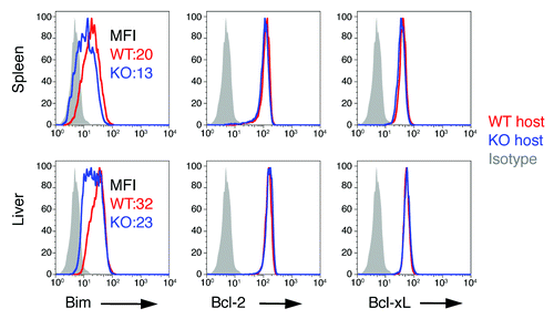 Figure 7. Extrinsic role of B7-H1 in regulation of Bim. WT OT-1 CD8+ T cells (Thy1.1+) were transferred in WT (red) or B7-H1-deficient (blue) host mice one day before immunization with OVA plus poly I:C. On day 7 after immunization, the OT-1 CD8+ T cells in the spleen and liver were identified by the Thy1.1 marker and analyzed for intracellular expression of Bim. Numbers are mean fluorescent intensity. One of two experiments is shown.