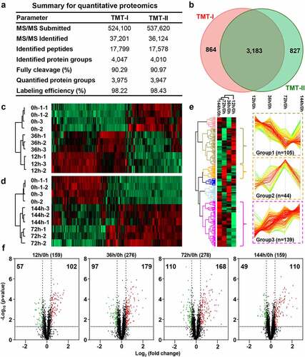 Figure 3. Dysregulated proteins of chicken spleens after E. coli infection. (a) The identified and quantified proteins from quantitative proteomics. (b). Venn diagram of protein groups identified from TMT-I and TMT-II. The heat map of dysregulated proteins from the (c) TMT-I (0 h/12 h/36 h) and (d) TMT-II (0 h/72 h/144 h). (e) The cluster proteins with persistent dysregulation at different time points after infection. (f) The volcano plot of dysregulated proteins between 12 h and 0 h, 36 h and 0 h, 72 h and 0 h, and 144 h and 0 h (log2 fold change >3×SD, p-value <0.05).