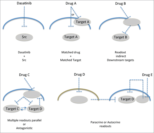 Figure 6. Schematic of potential applications of intravital FRET imaging. Depicting the current highlighted study, dasatinib matched with Src reporter, drug A with reporter and target A, drug (B) with indirect reporter and target B, drug (C) with downstream reporters and targets (C or D). Drug (D) in other tumor-associated cell types (e.g. fibroblasts, immune cells) providing indirect paracrine read out of the tumor cells of target D or read out of drug E by autocrine signaling inhibition of target (D).