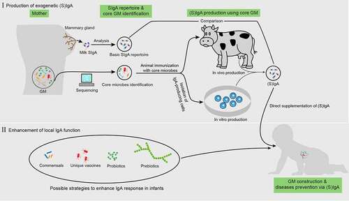 Figure 3. Possible application of IgA to enhance normal gut microbiota maturation. before direct iga supplementation, the “core microbes” must first be identified by analyzing the gut microbiota (GM) properties in pregnant women based on large-scale sequencing. This core microbiota is then used to immunize cows or IgA-producing antibody-secreting cells (ASCs) (or through other possible methods) and obtain IgA. Next, a comparison between the repertoires of this IgA and milk SIgA is also required. For enhancing local IgA functionality, the possible approaches include the supplementation of specific commensals, probiotics, prebiotics, and unique vaccines derived from pathogens