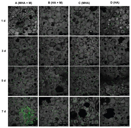 Figure 7 Confocal laser scanning microscopy images of MC3T3-E1 cells stained with fluorescein diacetate/propidium iodide after cultivation on MHA1 (columns A and C) and HA (columns B and D) for 1, 3, 5, and 7 days.Notes: Half of the samples were cultured under the exterior magnetic field (columns A and B), denoted as MHA1 + M and HA + M, and the other half were cultured without the exterior magnetic field (columns C and D).Abbreviations: MHA, magnetic nanoparticle hydroxyapatite scaffold; HA, hydroxyapatite scaffold.