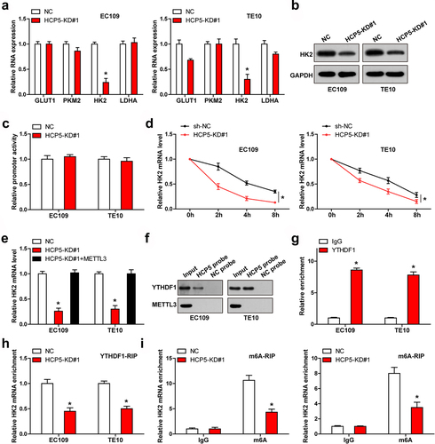 Figure 4. HCP5 regulates HK2 mRNA stability via m6A. A, B. qRT-PCR and western blot analyzing the indicated RNA and protein levels in ESCC cells with HCP5 knockdown. C. Luciferase reporter assay testing the effect of HCP5 knockdown on HK2 promoter. D. qRT-PCR testing the half-life of HK2 mRNA after HCP5 knockdown. E. qRT-PCR testing HK2 mRNA level in HCP5-silenced ESCC cells overexpressed METTL3. F. RNA pull-down assay testing the binding of HCP5 to METTL3 and YTHDF1. G, H. RIP assay testing the binding of YTHDF1 to HCP5 and HK2 mRNA. I. MeRIP assay testing the m6A level on HK2 mRNA. *P < 0.05.