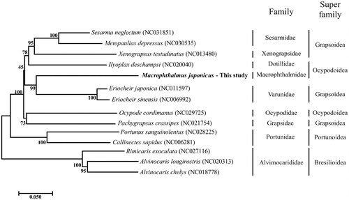 Figure 1. Phylogenetic tree of Macrophthalmus japonicus with other crab in Decapoda order. The number in phylogenetic tree is bootstrap value. On right side, vertical stick indicated specific family and super family of crab in Decapoda order.