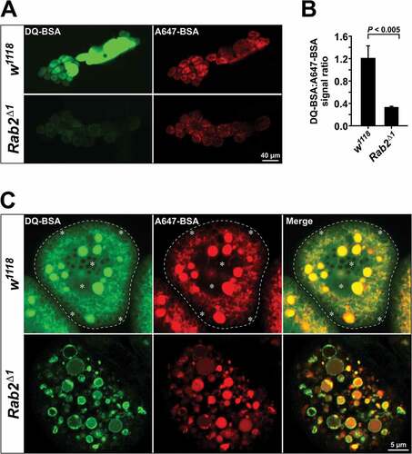 Figure 8. Reduced proteolysis of endocytosed material in Rab2Δ1 garland cells. (A) Garland cells from wild-type and Rab2Δ1 mutant larvae pulsed for 3 min with a 1:1 mix of DQ-Green-BSA and Alexa Fluor 647-BSA, followed by a 2 h chase. Sum projections of z-stacks through garland cell clusters using a low-power objective (live imaging). (B) Quantification of data in (A). Ratio of DQ-Green-BSA and Alexa Fluor 647-BSA fluorescence intensity from 14 w1118 and 18 Rab2Δ1 garland cell clusters. P value from unpaired Student’s t test. (C) DQ-BSA signal in the cytosol of wild-type but not Rab2Δ1 garland cells. At the top, the dashed line marks the border of a wild-type garland cell. The asterisks indicate areas with strong diffuse DQ-BSA signal in the cytosol, distinct from the tubulo-vacuolar network labeled by A647-BSA. In the Rab2Δ1 cell (bottom), the DQ-BSA and A647-BSA signals are both contained in vacuoles, with no apparent cytoplasmic DQ-BSA labeling