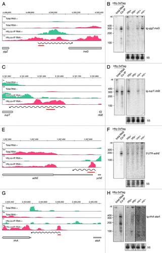 Figure 6. Identification and verification of novel Hfq-binding intergenic RNAs. Deep sequencing and Northern blot analyses of intergenic RNAs yjgZ-insG (A and B), zupT-ribB (C and D), 5′ UTR_adhE (E and F) and lrhA-alaA (G and H) as described in Figure 3A and 3B.